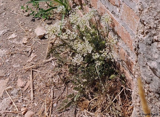 Daucus carota / Wilde Möhre  (28.08.2024; Italien, Ostia Antica)