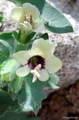 Hyoscyamus albus / Weißes Bilsenkraut  I-XII