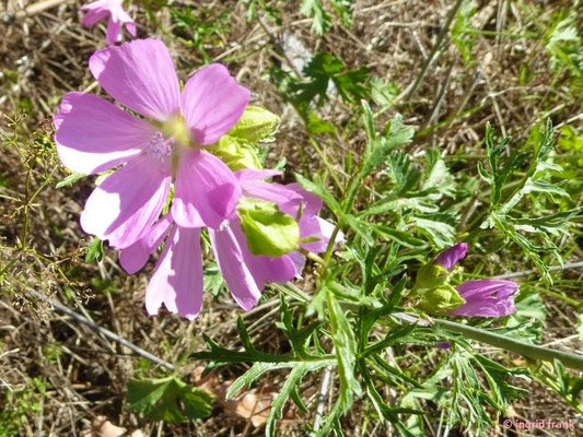 Malva moschata / Moschus-Malve
