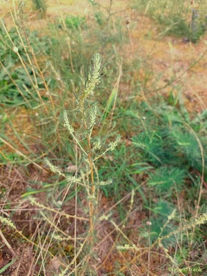 Bassia laniflora / Sand-Radmelde (15.08.2023; NSG Sandhausener Düne, Pferdstrieb)