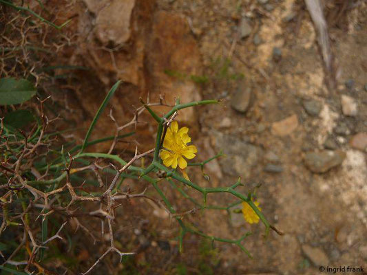 Launaea arborescens - Strauchiger Dornlattich (La Gomera)