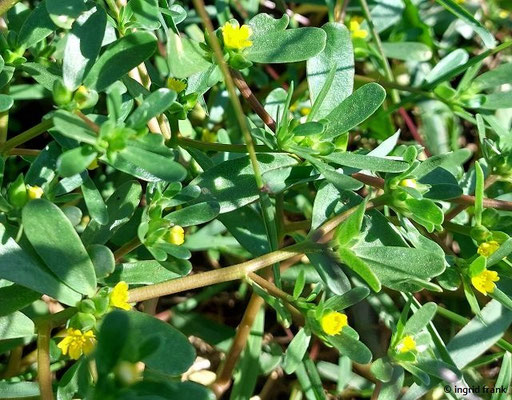 Portulaca spec. (40-100 Arten)