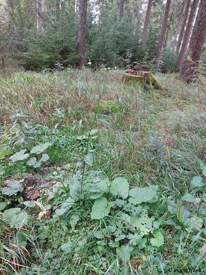 Lapsana communis / Rainkohl