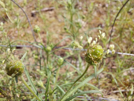 Plantago arenaria / Sand-Wegerich