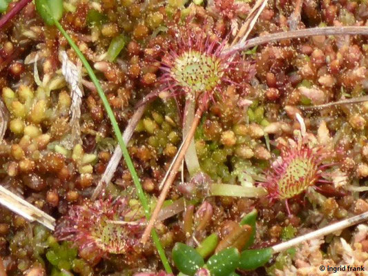 Drosera rotundifloia / Rundblättriger Sonnentau