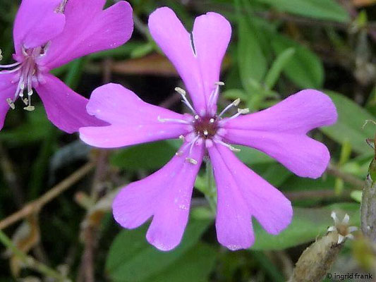 Silene schafta - Kaukasisches Leimkraut    VIII-IX