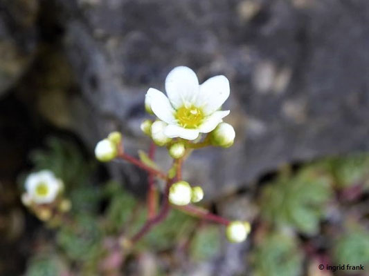 Saxifraga paniculata / Trauben-Steinbrech   (Botanischer Garten Würzburg)