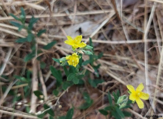 Helianthemum nummularium / Gewöhnliches Sonnenröschen
