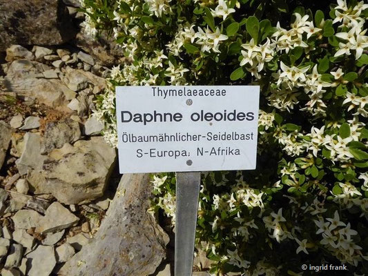 Daphne oleoides / Ölbaumähnlicher Seidelbast (12.05.2019; Botanischer Garten der Universität Würzburg)