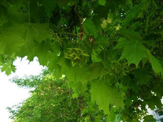 23.04.2011: Acer platanoides / Spitz-Ahorn