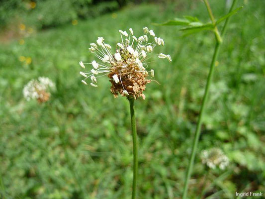 Plantago lanceolata / Spitz-Wegerich; Neophyt in der australen und tropisch/montanen bis borealen Zone zirkumpolar