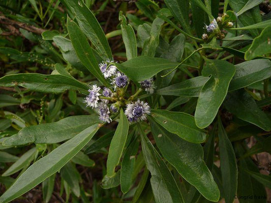 Globularia salicina / Weidenblättrige Kugelblume