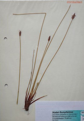 Eleocharis acicularis / Nadel-Sumpfsimse    VI-X    (Herbarium Dr. Wolf von Thun)