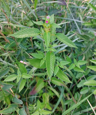 Galeopsis tetrahit / Stechender Hohlzahn    (08.08.2023; Auf dem Beutenlay bei Münsingen)