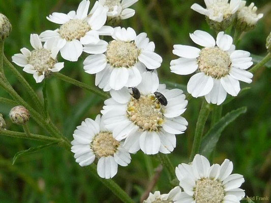 Achillea ptarmica - Sumpf-Schafgarbe