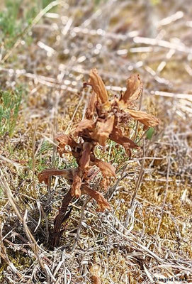 Orobanche arenaria / Sand-Sommerwurz