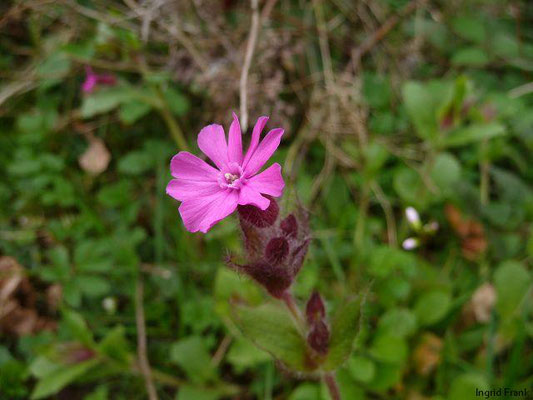 Silene dioica / Rote Lichtnelke    IV-IX