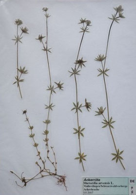 Sherardia arvensis / Ackerröte  (05/2007; Malterdingen, Schwarzwaldvorberge)  (Herbarium Dr. Wolf von Thun)
