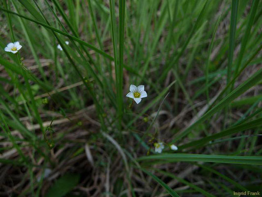 Linum catharticum / Purgier-Lein    VI-VII