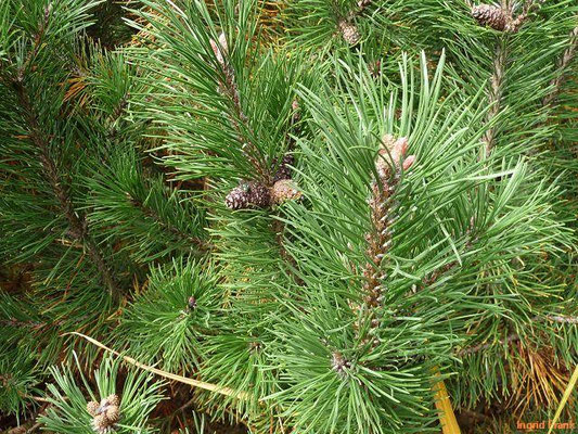 Pinus mugo / Latschen-Kiefer, Leg-Föhre, Krummholz-Kiefer /Apothekergarten Leipzig)    VI-VII