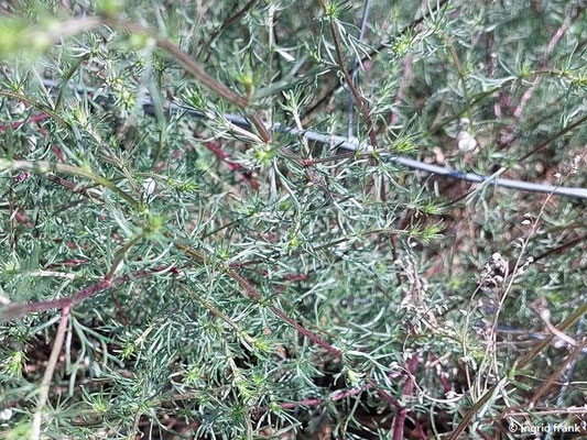 Artemisia campestris / Feld-Beifuß