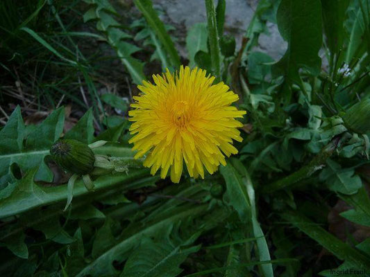 18.04.2011-Taraxacum officinale - Löwenzahn, Kuhblume