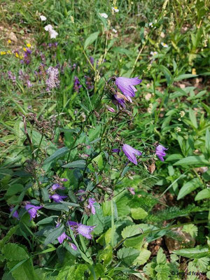Campanula rapunculoides / Acker-Glockenblume   (08.08.2023; auf dem Beutenlay bei Münsingen)