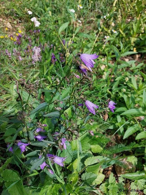 Campanula rapunculoides / Acker-Glockenblume   (08.08.2023; auf dem Beutenlay bei Münsingen)