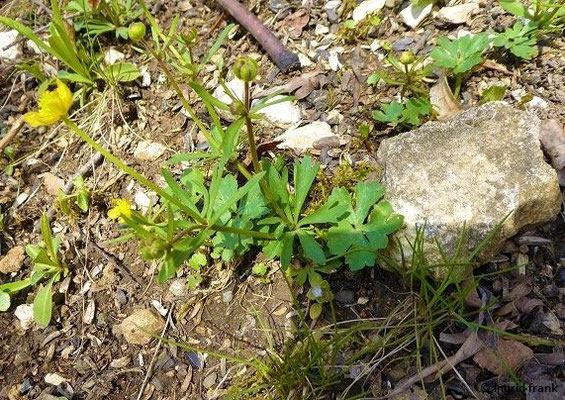 Ranunculus auricomus / Gold-Hahnenfuß (12.04.2022;  Großes Lautertal bei Bichishausen)