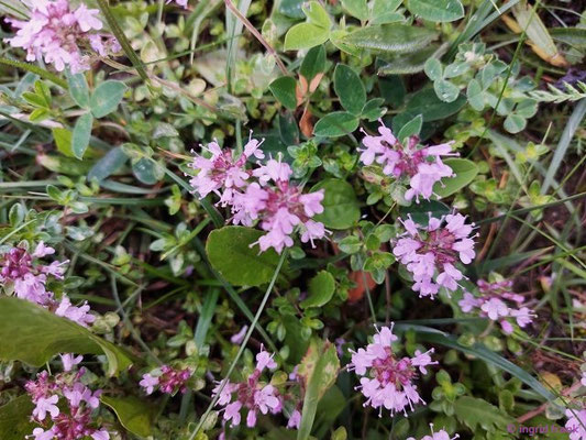 Thymus spec. (220 Arten)