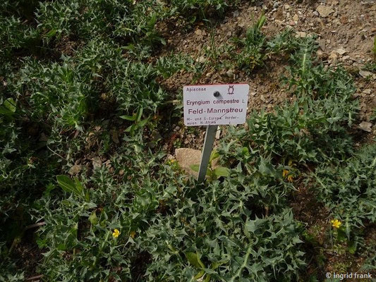 Eryngium campestre / Feld-Mannstreu  (Botanischer Garten Dresden)