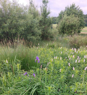 Iris sibirica / Sibirische Schwertlilie (05.06.2025; NSG Schopflocher Moor)