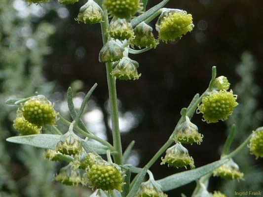 Artemisia absinthium - Wermut  (VII-IX)