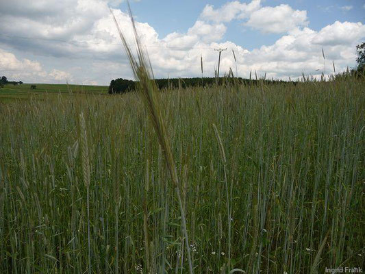 Secale cereale / Saat-Roggen     (13.06.2013; bei Herdwangen im Dreieck der Naturräume Hegau / Oberschwäbisches Hügelland / Donau-Ablach-Platten)