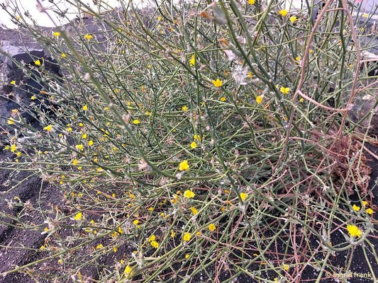 Chondrilla juncea - Großer Knorpellattich