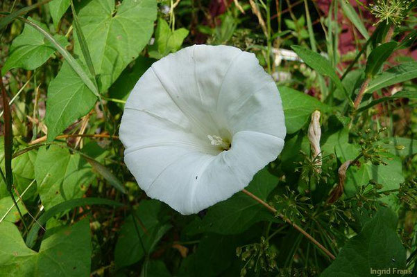 Platz 49: Echte Zaunwinde / Calystegia sepium  (nachgewiesen in 1097 der 1161 Kartierquadranten)