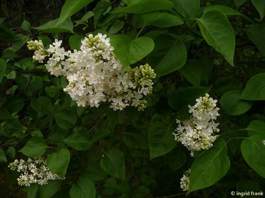 Ligustrum vulgare / Gewöhnlicher Liguster    VI-VII