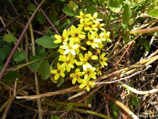Senecio angulatus / Kantiges Greiskraut