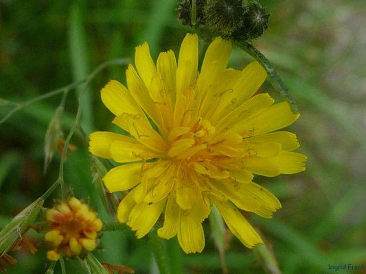 Crepis capillaris / Kleinköpfiger Pippau    VI-X