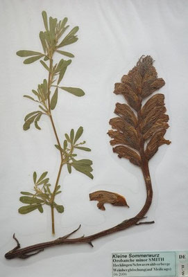 Orobanche minor / Kleine Sommerwurz  (06/2006; Hecklingen, Schwarzwaldvorberge)  (Herbarium Dr. Wolf von Thun)