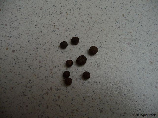 Pimenta dioica / Piment, Nelkenpfeffer