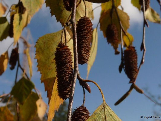 Betula pendula / Hänge Birke, Gewöhnliche Birke