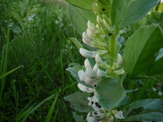 Vicia faba / Ackerbohne, Saubohne