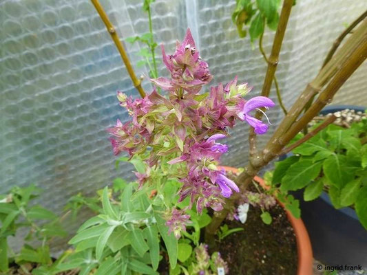 Salvia canariensis / Kanaren-Salbei   (30.07.2022; Botanischer Garten der Universität Basel)