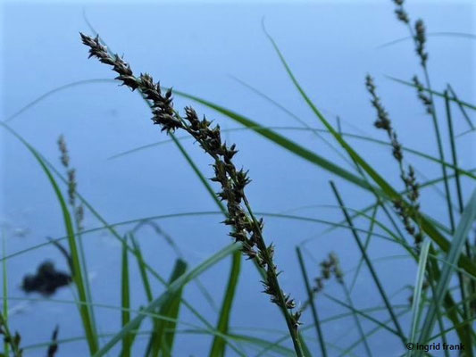 Carex paniculata / Rispen-Segge   (13.06.2021; Lochmoos, Altdorfer Wald)