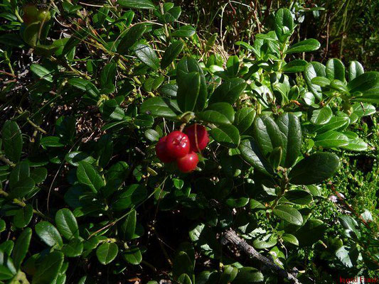 Vaccinium vitis-idaea / Preiselbeere