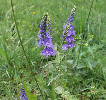 Veronica teucrium / Großer Ehrenpreis  (03.06.2025; NSG Haarberg-Wasserberg, Landkreis Göppingen)