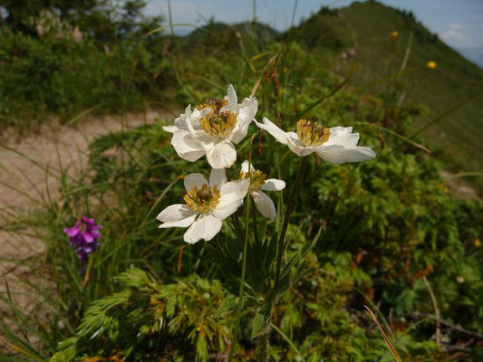 Anemonastrum narcissiflorum / Alpen-Berghähnlein