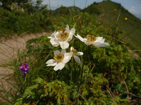 Anemonastrum narcissiflorum / Alpen-Berghähnlein