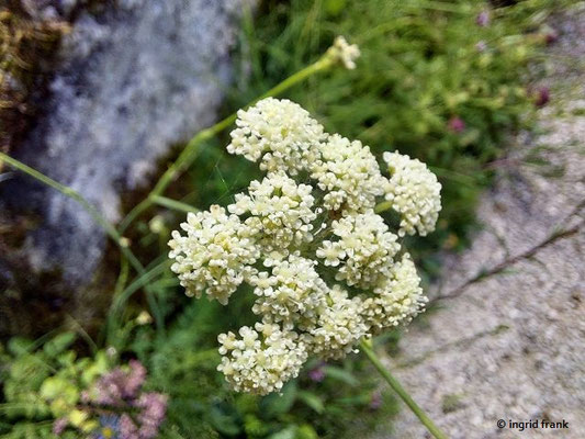 Seseli montanum / Berg-Sesel  VII-IX  (10.08.2023; Botanischer Garten Frankfurt am Main)